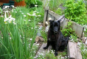 Vermont in the garden