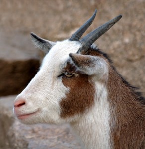Not the brave loving goat, but a close proximity