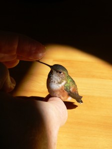 Hummingbird Some TLC and plenty of sugar