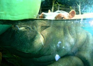 Does this water make me look fat?