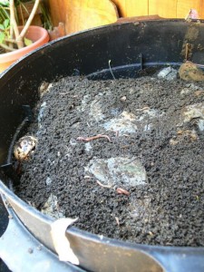 wormcastings But, honey, the worms can't wait!