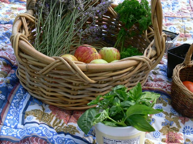 Basil, lavendar, apples, parseley Basil, rosemary, apples