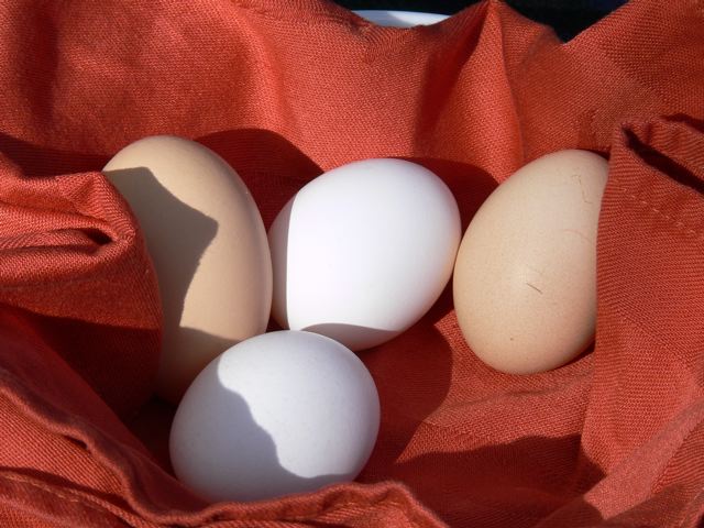Eggs Eggs