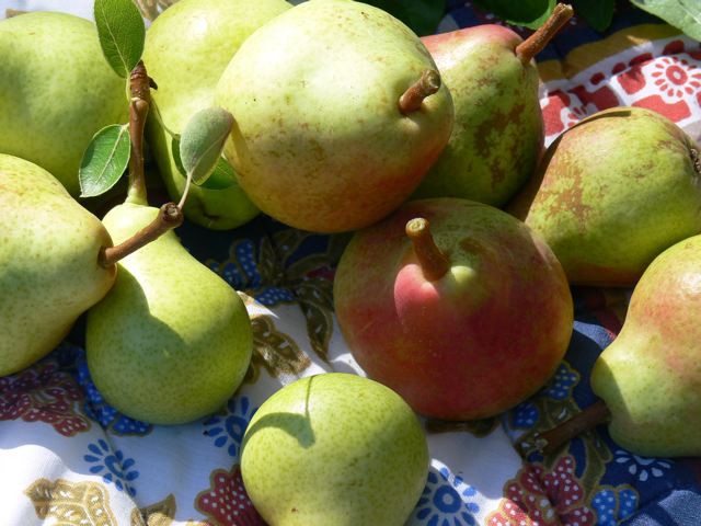 Pears Pears