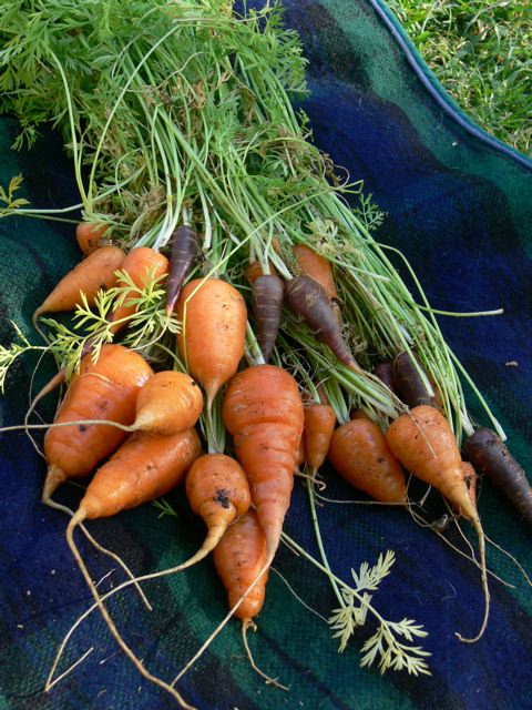 Carrots Carrots