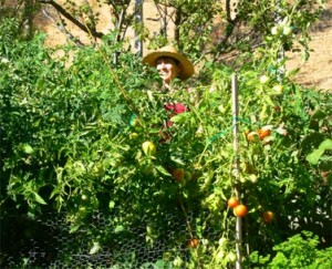 And the tomato gods had a field day