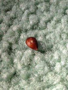 SingleSeed All that's needed to start anew