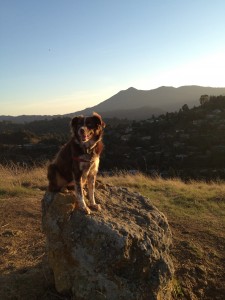 Josie 2009-2012