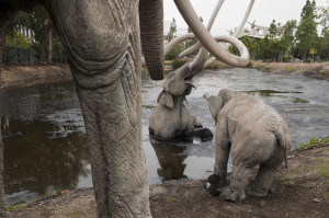La-Brea-Tar-Pits